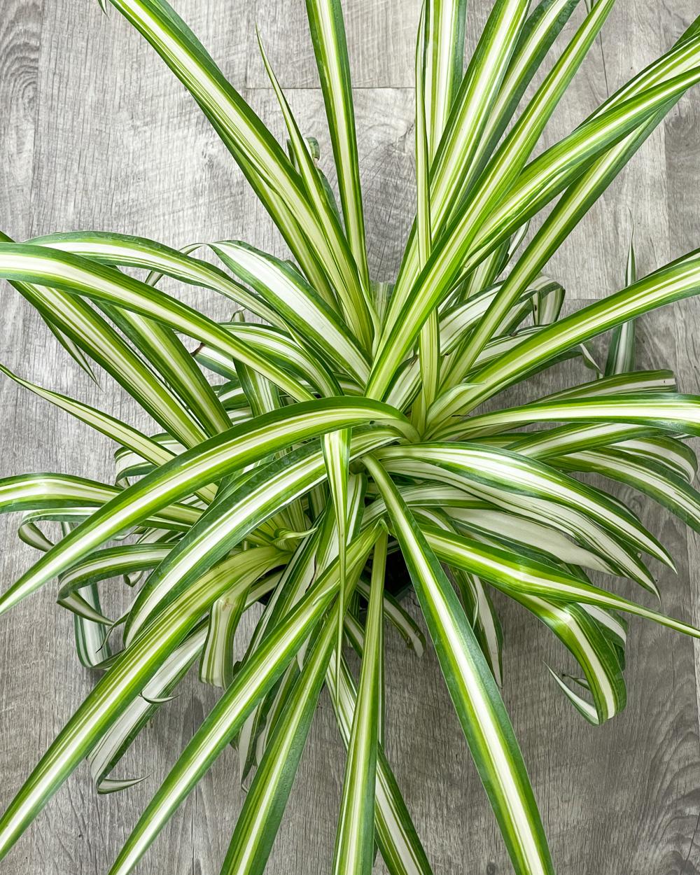 Spider Plant